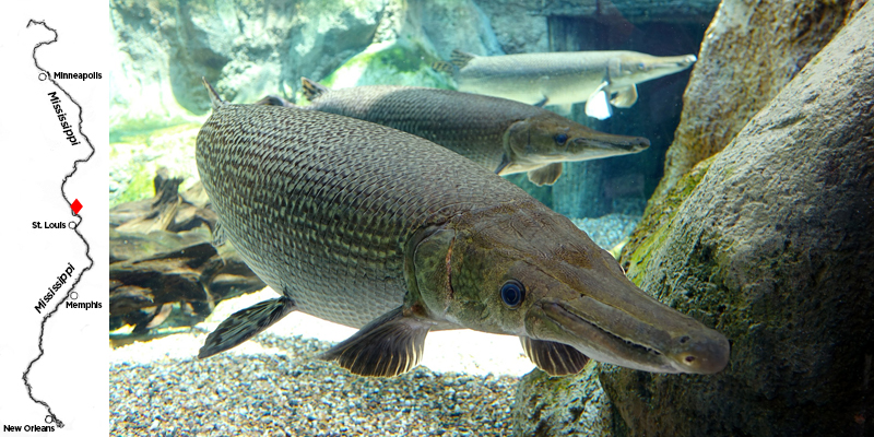 The alligator gar is native to the rivers of Illinois, but disappeared about 50 years ago.