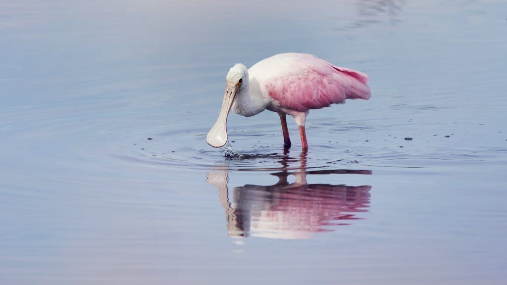 2roseate-spoonbill-feeding-in-a-lake