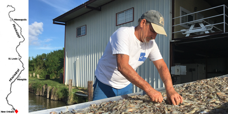 On the Louisiana coast, fisherman Acy Cooper unloads shrimp from his boat after a night of shrimping. (Travis Lux/for WHYY)