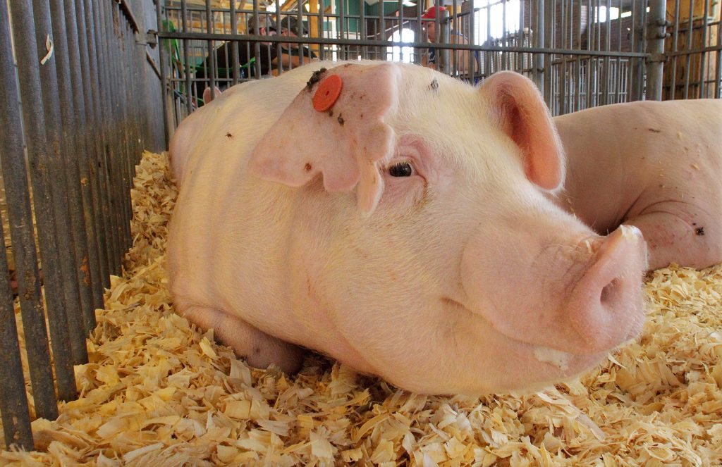 Pig (File, AP Photo/Seth Perlman)