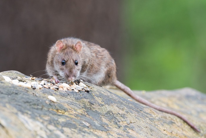 a rat