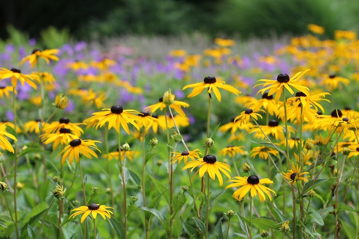 Black-Eyed Susans
