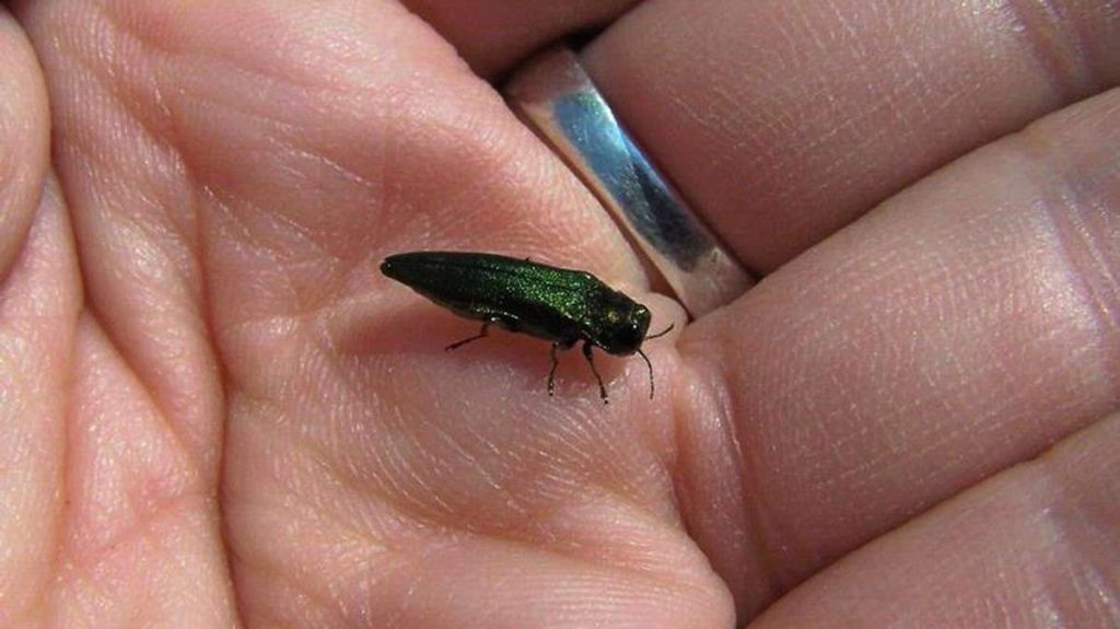 image-5-1 Emerald ash borer (NewsWorks file photo)