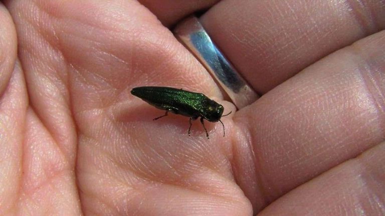  Emerald ash borer (NewsWorks file photo) 