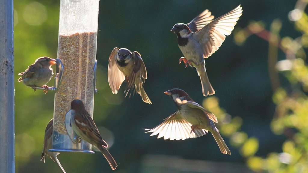 sparrows_1200x675 (<a href='https://www.bigstockphoto.com/image-196333975/stock-photo-group-of-sparrows-eating-seeds-from-garden-bird-feeder-on-a-sunny-morning'>tenor</a>/Big Stock Photo)