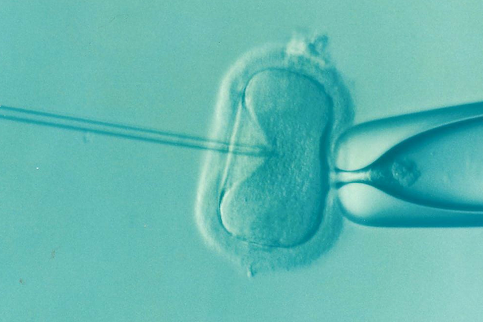 in vitro