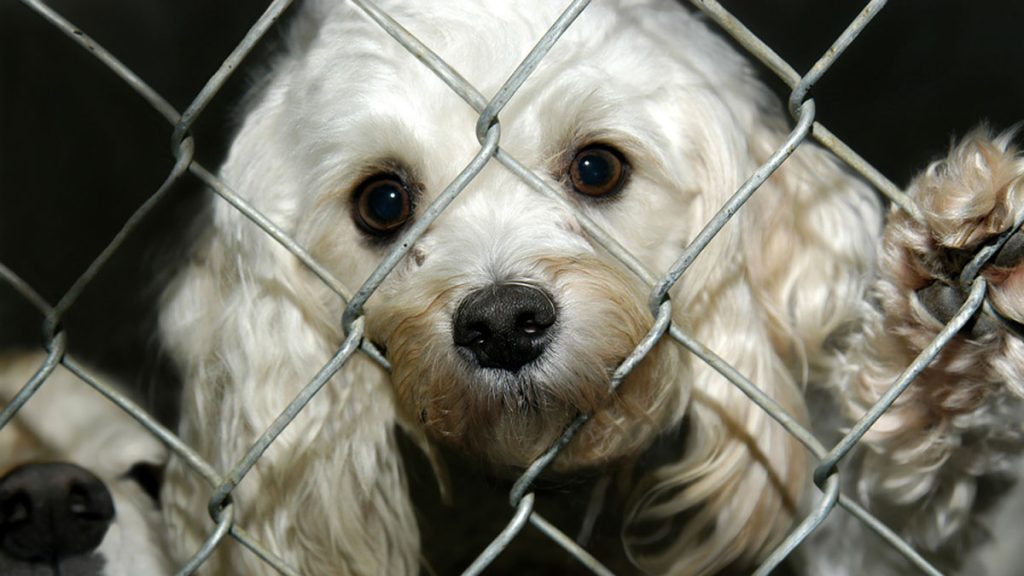 woofstock (Big Stock photo)