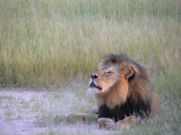 Cecil the lion