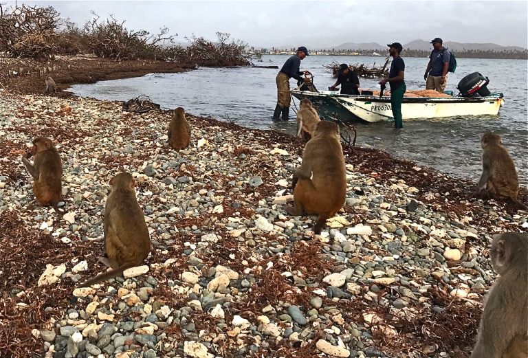 A half dozen monkeys sit on a stony shore watching a boat come in