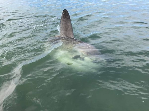 A mola mola in the Barnegat Bay on Tuesday. (Image courtesy of Christian Palmisano)