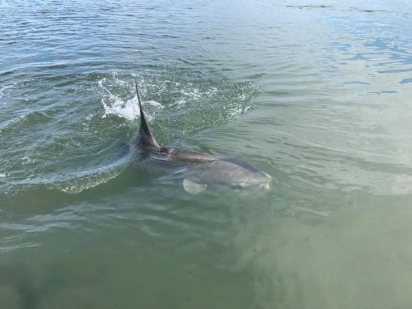 A mola mola in the Barnegat Bay on Tuesday. (Image courtesy of Christian Palmisano)