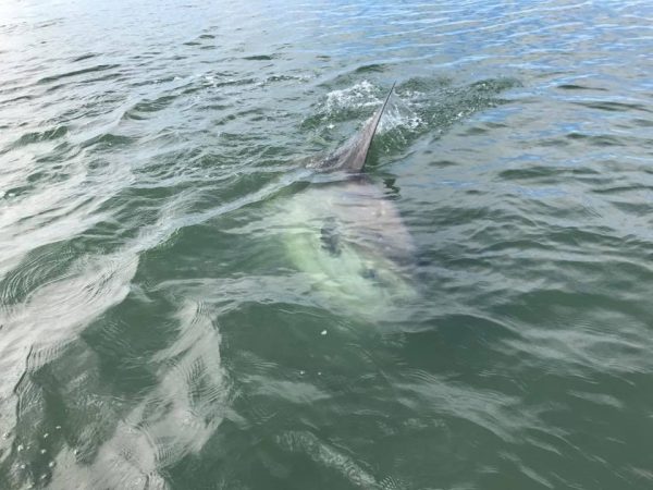 A mola mola in the Barnegat Bay on Tuesday. (Image courtesy of Christian Palmisano)