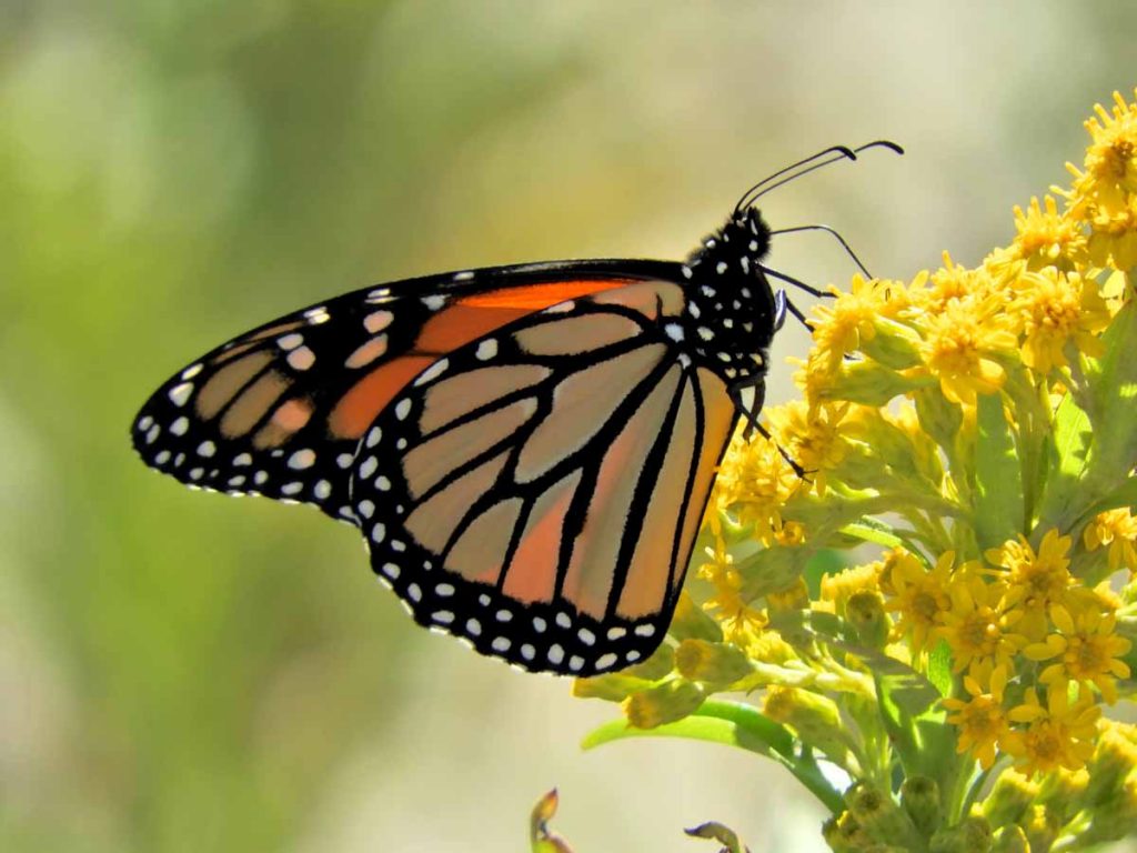 DSCN6546 A monarch butterfly in Cape May, New Jersey. (Courtesy of Mark Garland)
