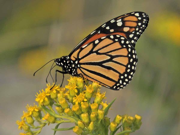 Monarch butterfly in Cape May. (Photo courtesy of Mark Garland)