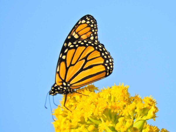 Monarch butterfly seen in Cape May. (Photo courtesy of Mark Garland)