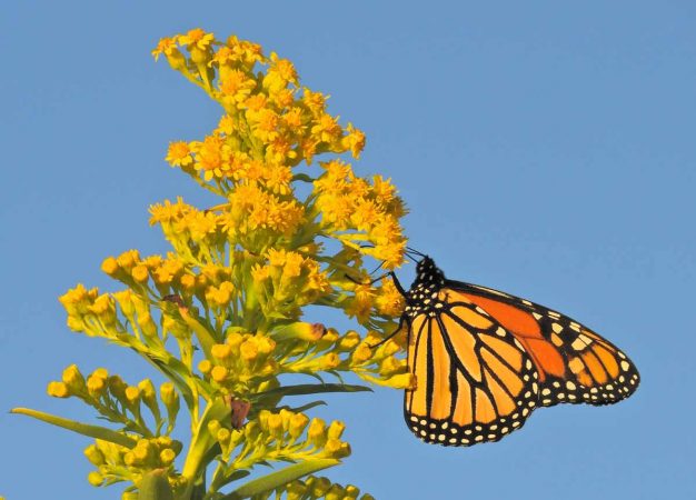 The peak monarch butterfly migration season in Cape May runs from September 1 through October 31. (Photo courtesy of Mark Garland)