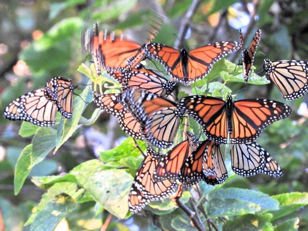 Monarch butterflies stop in Cape May during their 3000 mile migration from Canada to Mexico. (Photo courtesy of Mark Garland)
