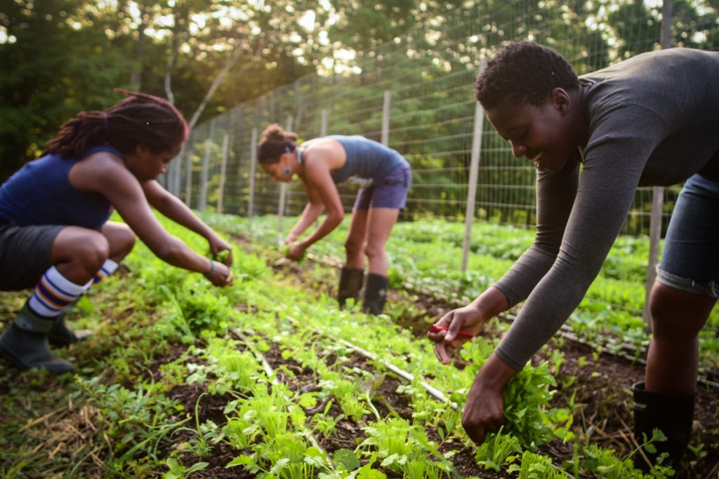 farm Farmers pick crops at Soul Fire Farm in New York state.