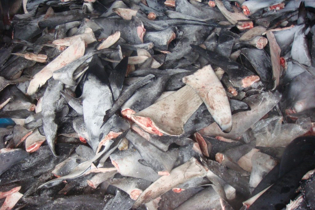 fin-2 A pile of shark fins. (Courtesy of Oceana/Ricardo Roberto Fernandez Martinez)