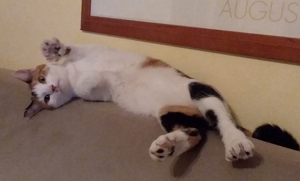 Hope cat A cat playfully paws at the air