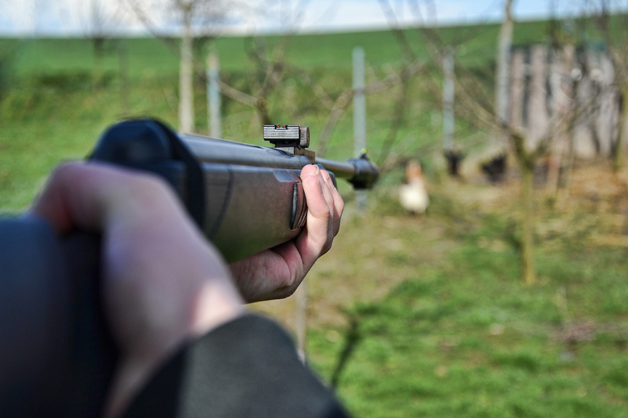 Hunter Shooting Wild Hens Hunter shooting wild hens.