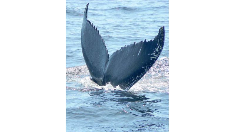 Whale tail