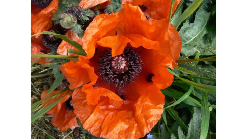 Orange flower