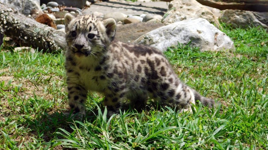 l_22181335_10155733007153879_6897246261928342956_o An image of Zara courtesy of the Cape May County Zoo.