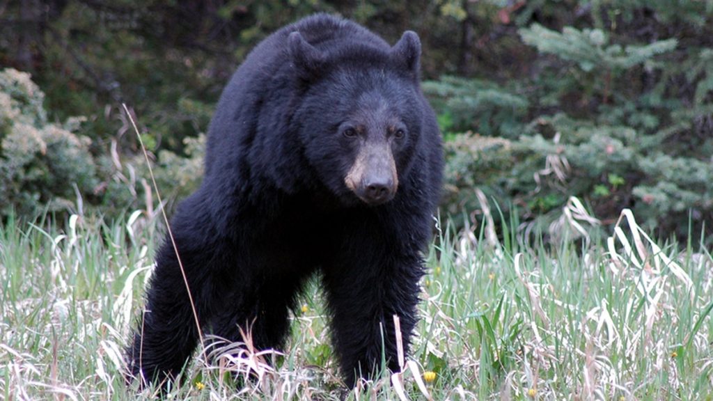 black bear