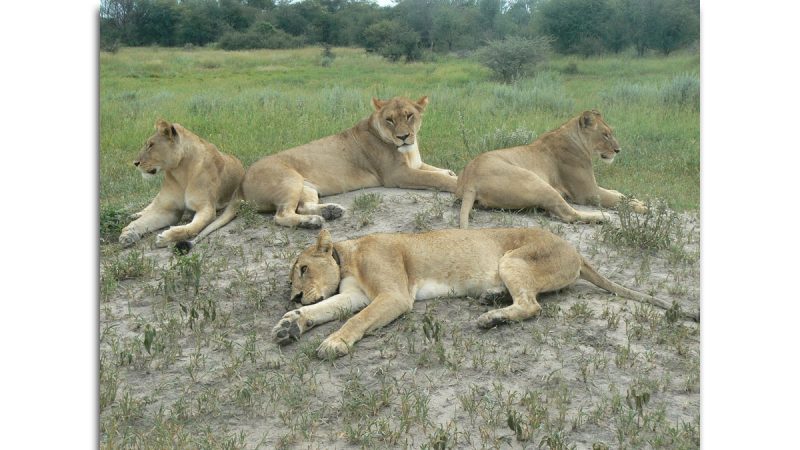 A pride of lionesses lounge