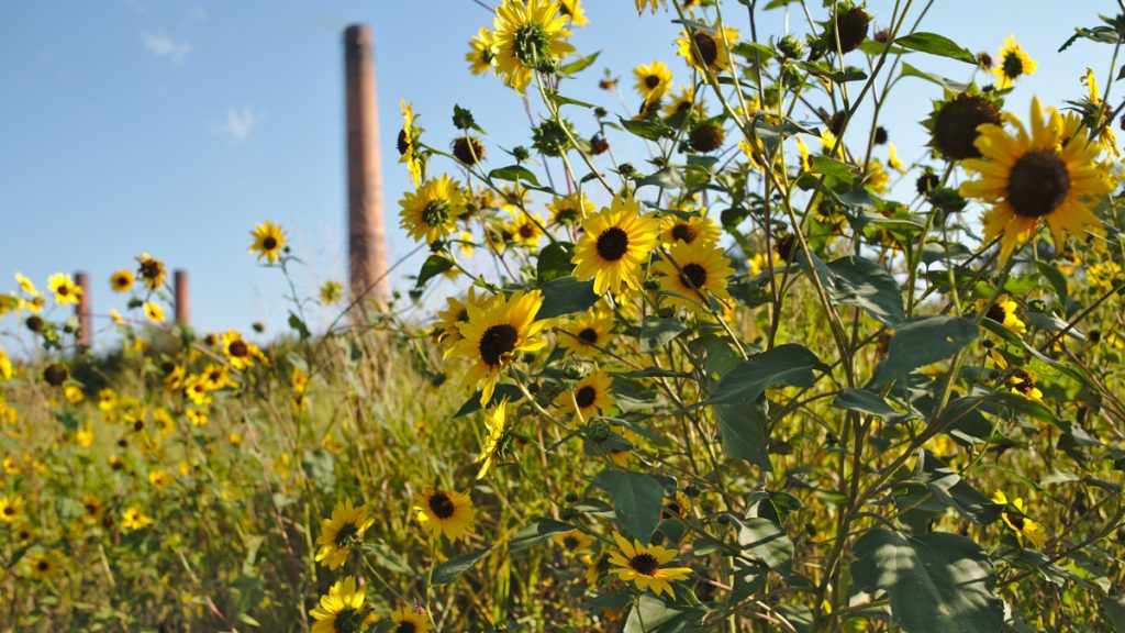 novel Sunflowers blossom alongside railroad tracks in St. Louis. These meadows, which contain both native and invasive plants, serve as essential wildlife habitat in the city. (Boyce Upholdt/for WHYY)