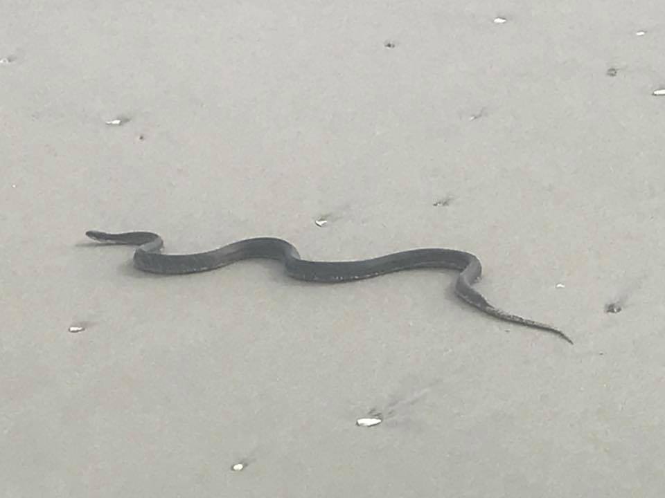 23172464_10155887961201692_8695256073777990746_n (2) A rat snake on a Wildwood Crest beach. (Image: Diana Coppinger/Cool Cape May via Facebook)