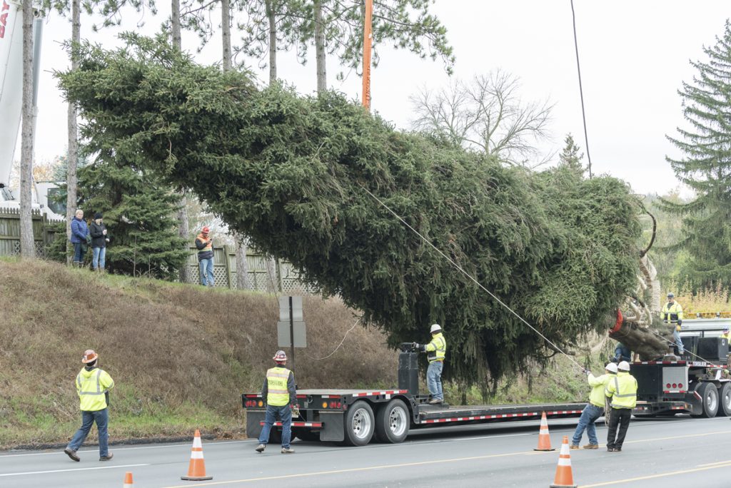 2017 Rockefeller Center Christmas Tree Cutting The 2017 Rockefeller Center Christmas Tree is cut down in State College, Pa., on Thursday, Nov. 9, 2017. (Alan Wycheck/AP Images for Tishman Speyer)