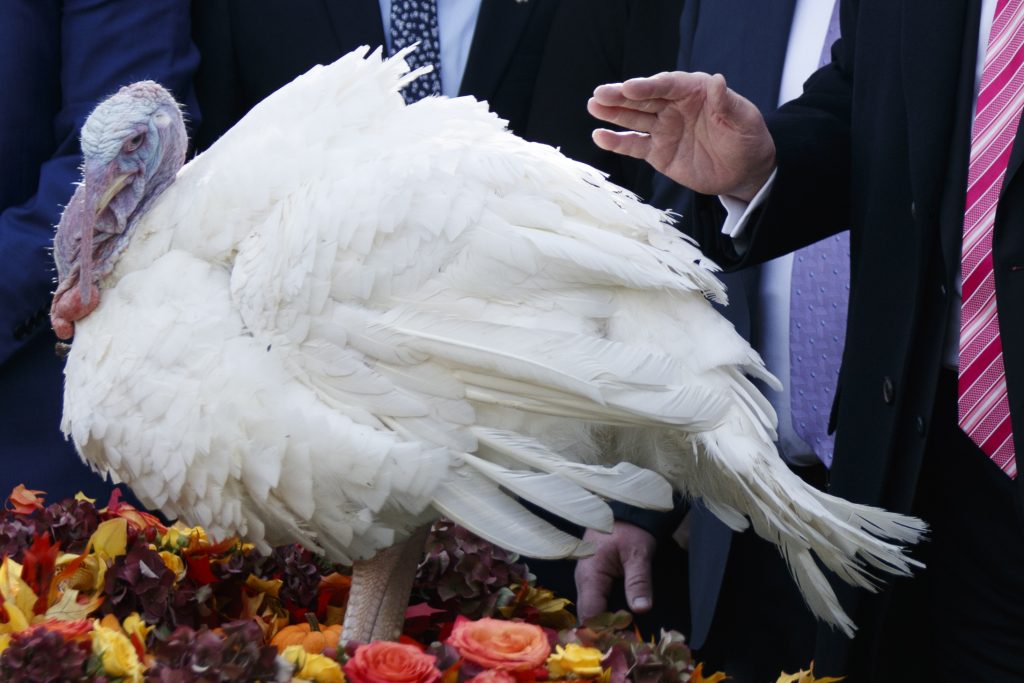 Donald Trump, Drumstick National Thanksgiving Turkey Pardoning Ceremony
