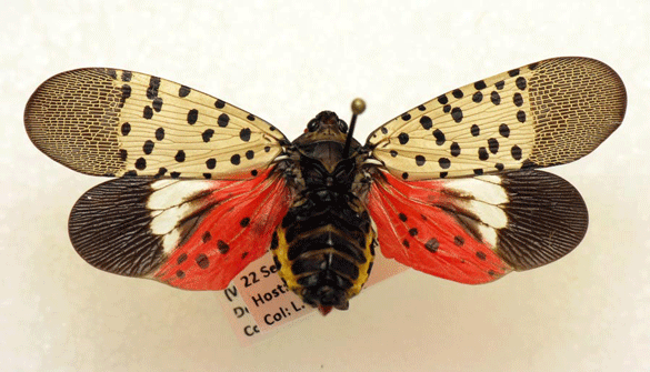 Spotted-Lanternfly-Lifestages-2 (photo courtesy DE Dept. of Agriculture)