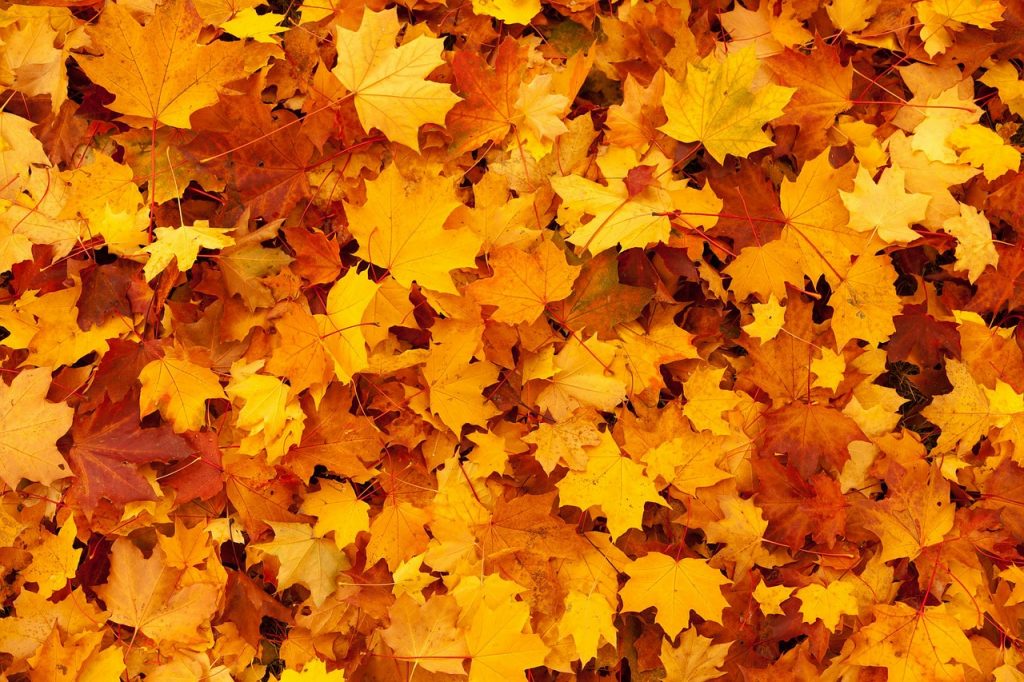 autumn-83761_1280 Public domain image.