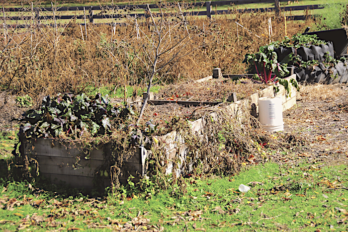 End Of The Garden Vegetable garden at the end of the growing season.