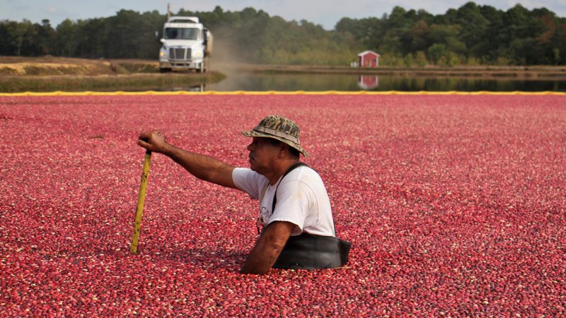 A Pine Island Cranberry worker waits for the arrival of a truck to begin the harvest. (Emma Lee/WHYY)