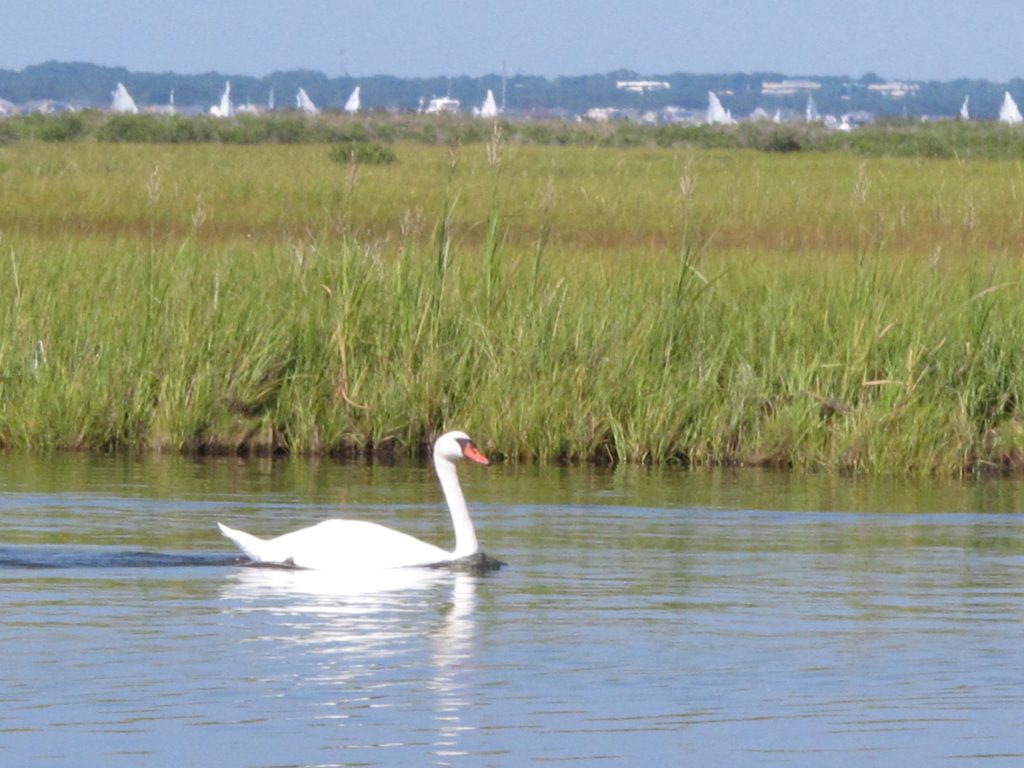 Barnegat Bay A swan swims in Barnegat Bay in Toms River, N.J.