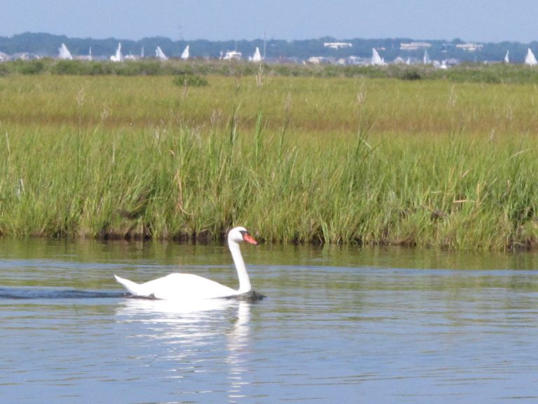 A swan swims in Barnegat Bay in Toms River, N.J.