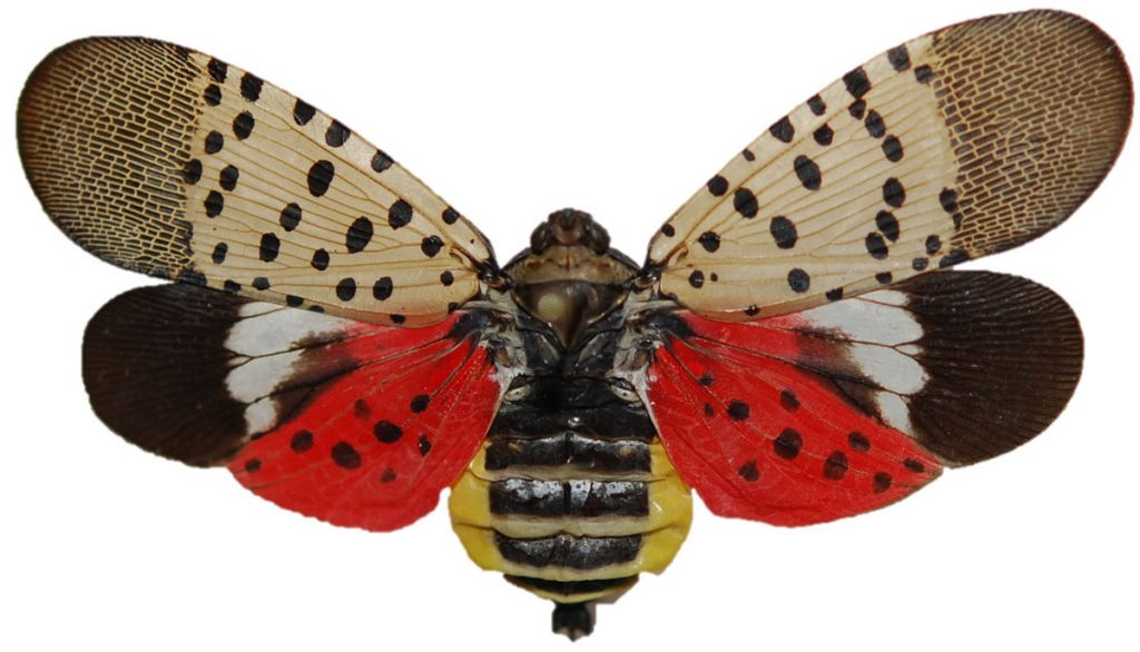 Dorsalx1200 The spotted lanternfly is the insect behind the Christmas tree quarantine. (Pennsylvania Department of Agriculture)