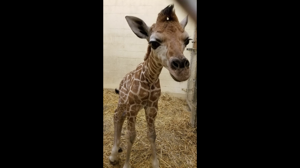 IMG-3941 Image courtesy of Cape May County Zoo