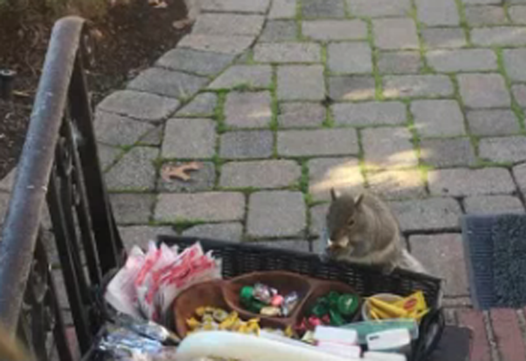 NBCsquirrelx1200 Hungry squirrel (NBC)