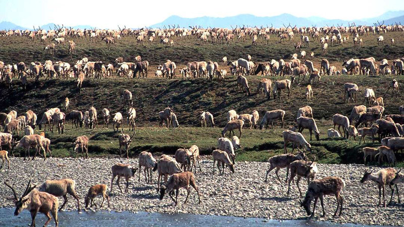 ap_17319782274274_wide-26030af689885bd0c95a4cc18779eb78e5de7d12-s800-c85 In this undated photo, caribou from the Porcupine Caribou Herd migrate onto the coastal plain of the Arctic National Wildlife Refuge in northeast Alaska. The refuge takes up an area nearly the size of South Carolina in Alaska's northeast corner. (U.S. Fish and Wildlife Service via AP)