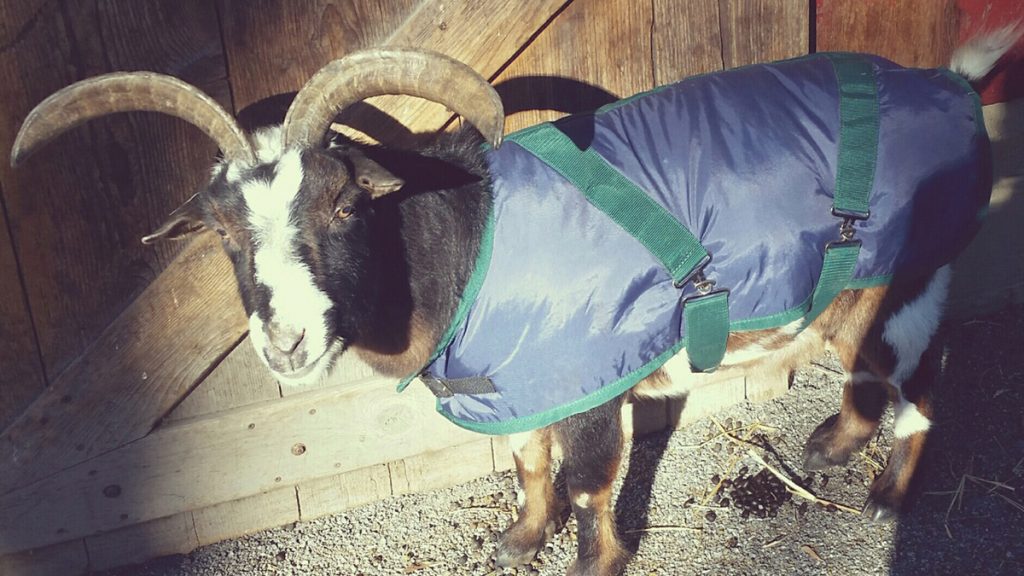 elmwoodgoatPROVIDEDx1200 Duncan, the 14-year-old Nigerian dwarf goat, wears his
