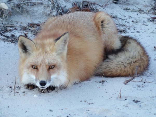 An Island Beach State Park red fox by JSHN contributor Ann Simpson. 