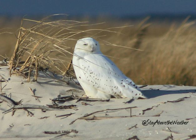 A Long Beach Island snowy owl by Stay Above the Weather (@StayAbovetheWeather/Instagram)