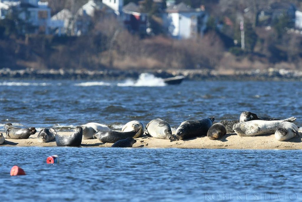 16797802_1383050948383202_2865886955209112106_o Seals resting off Sandy Hook. (Robert Siliato Photography)