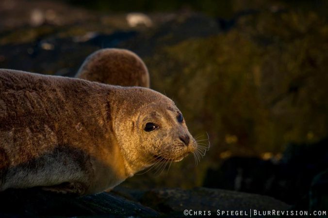 A seal resting in Ocean Grove by Blur Revision Media Design's Chris Spiegel. 