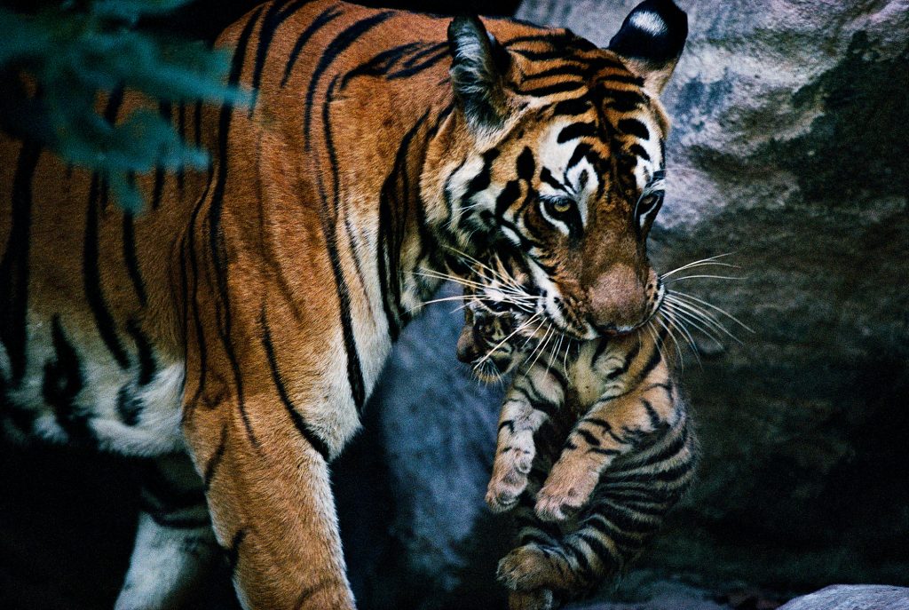 Sita and cub Sita and cub, Bandhavgarh National Park, 1996; from A Wild Life (Aperture, 2017)
